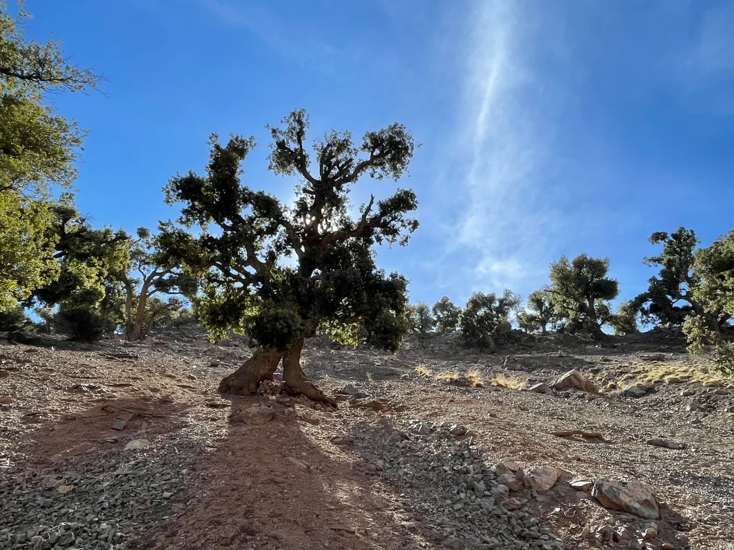 Family Trekking Adventures in Morocco - Atlas Mountain Getaways